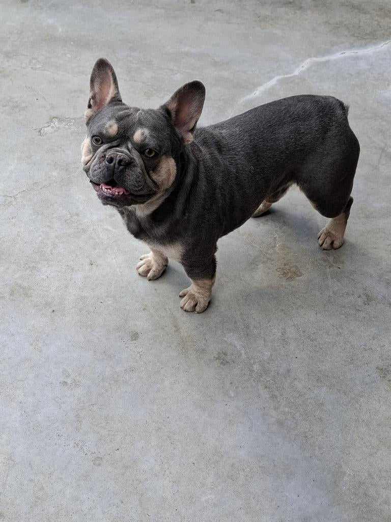 Lilac tan franse bulldog dekreu, Dieren en Toebehoren, België, Particulier, Reu, 1 tot 2 jaar