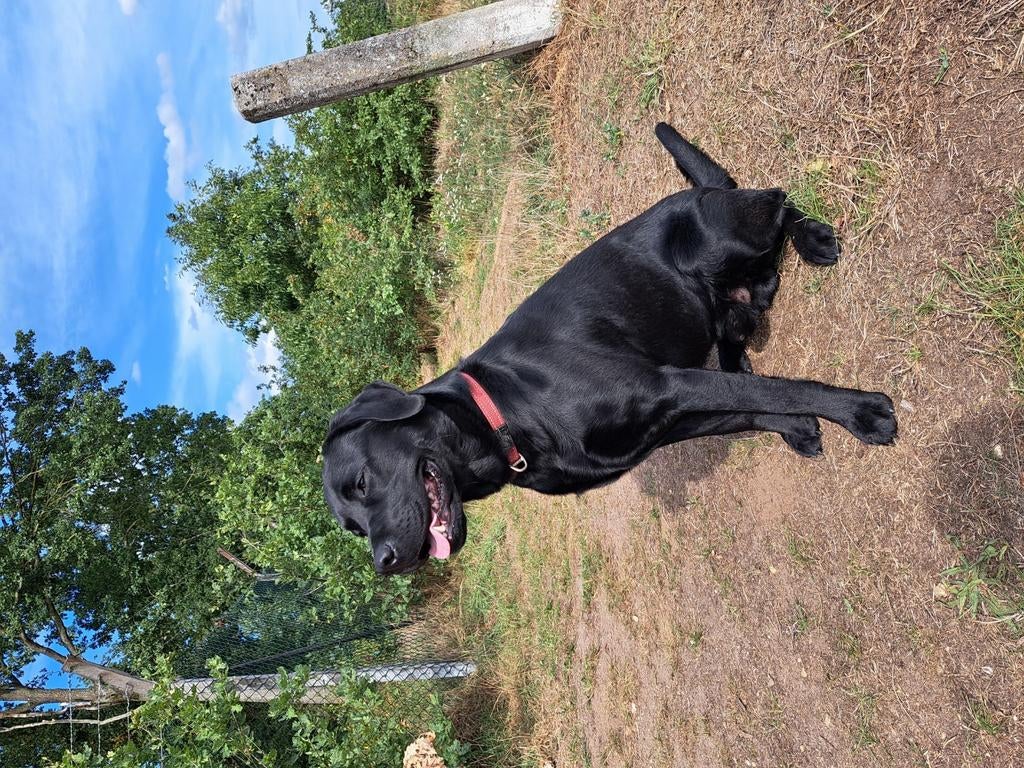 Dekreu Labrador, Reu, 1 tot 2 jaar, Eén hond, Nederland