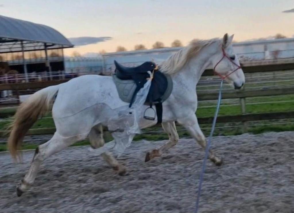 Zadelmak maken/doorrijden/trauma + gedragsproblemen oplossen, Diensten en Vakmensen, Dieren | Paarden | Verzorging, Oppas en Les