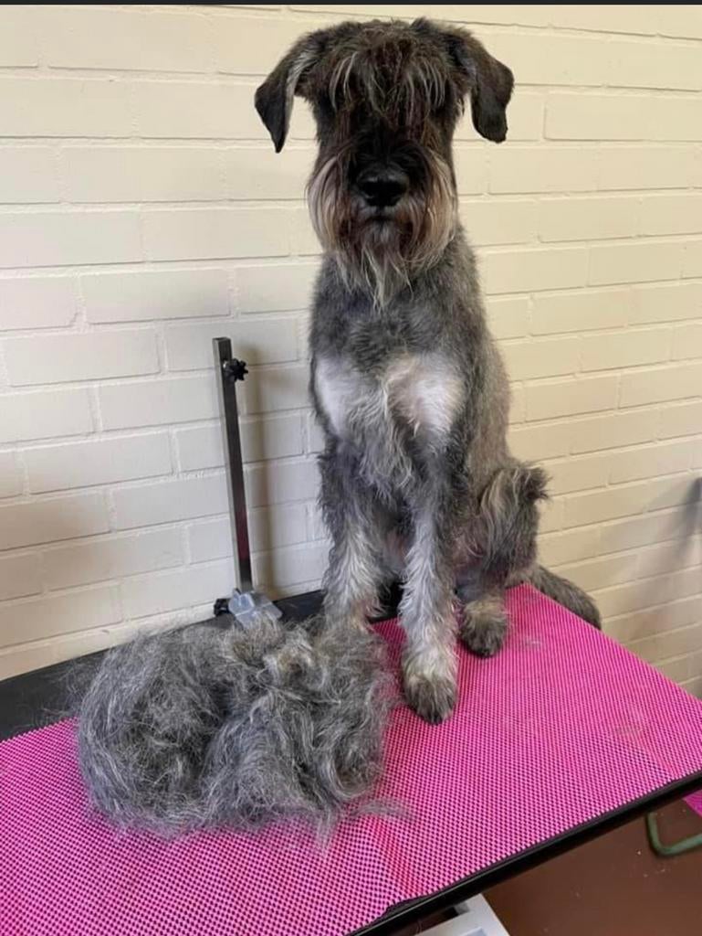 Hondentrimsalon, trimmen, honden, mustaches and beards, Diensten en Vakmensen, Dieren | Honden | Verzorging, Oppas en Les, Trimmen of Verzorging