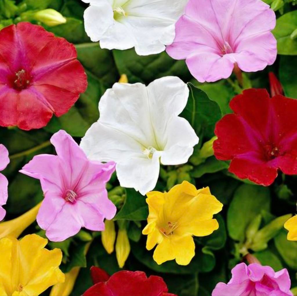 Zaad van de wonderbloem, nachtschone, geel of roze, Ophalen of Verzenden, Volle zon