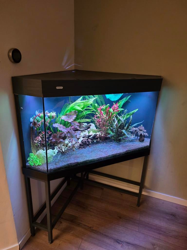 Compleet hoekaquarium – CO₂, LED, pH-contr, 2 filters, etc!, Ophalen, Zo goed als nieuw, Gevuld zoetwateraquarium