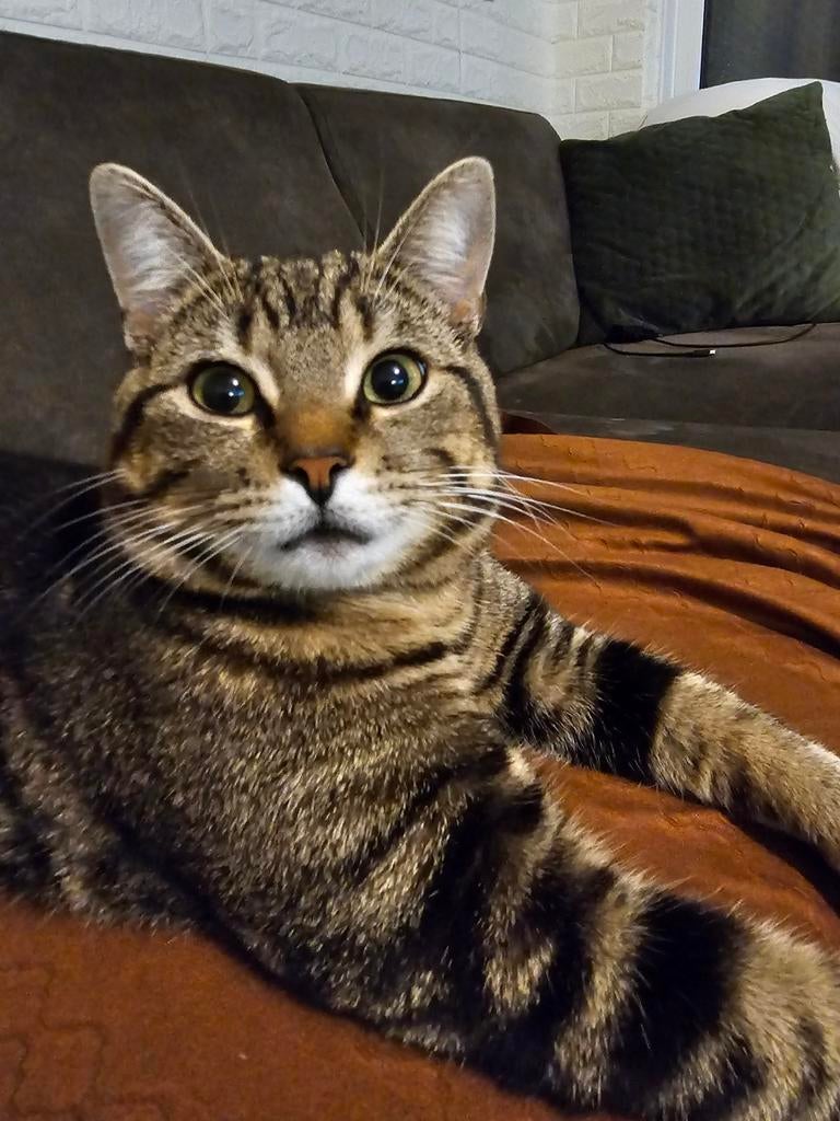 Sociale kat, Dieren en Toebehoren, Kater, Ingeënt, 0 tot 2 jaar