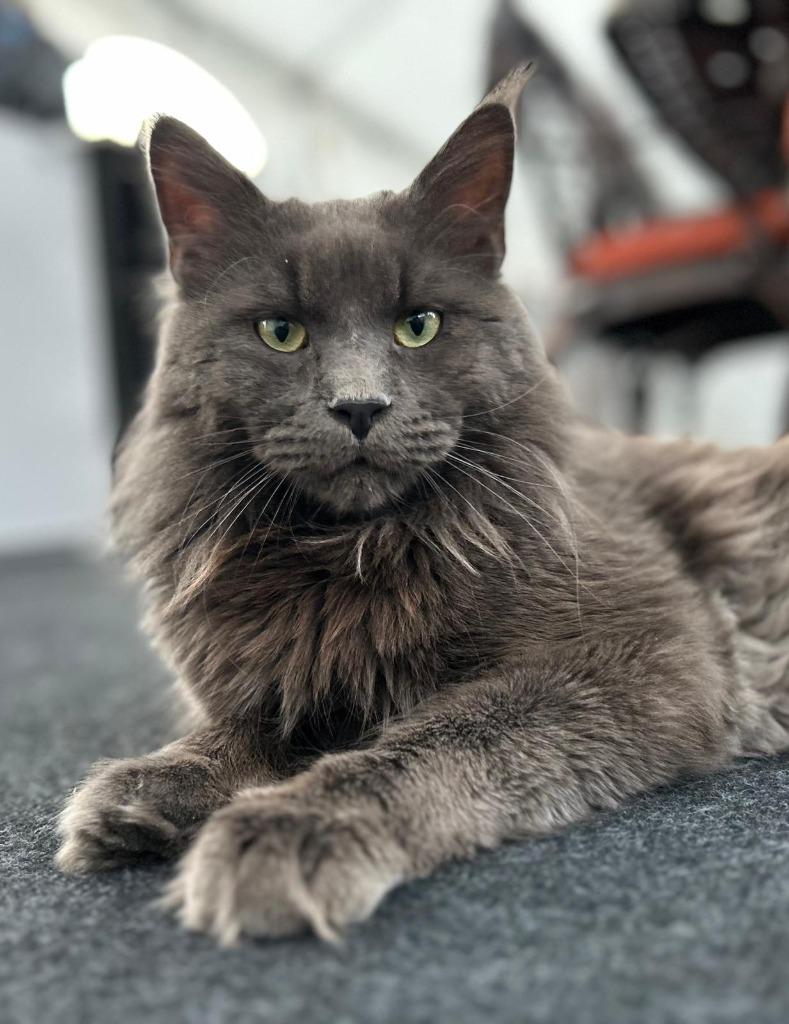 Dekkater Maine Coon Blue smoke met stamboom, 0 tot 2 jaar