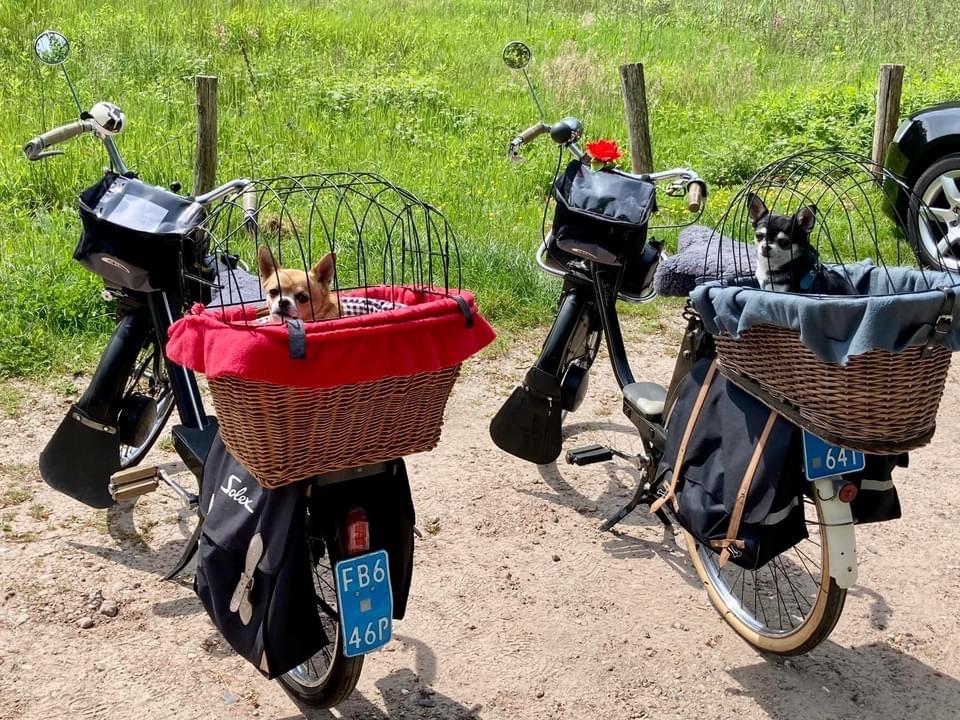 2 Nostalgische Solex met accessoires, Ophalen, Gebruikt, Maximaal 25 km/u, Overige modellen