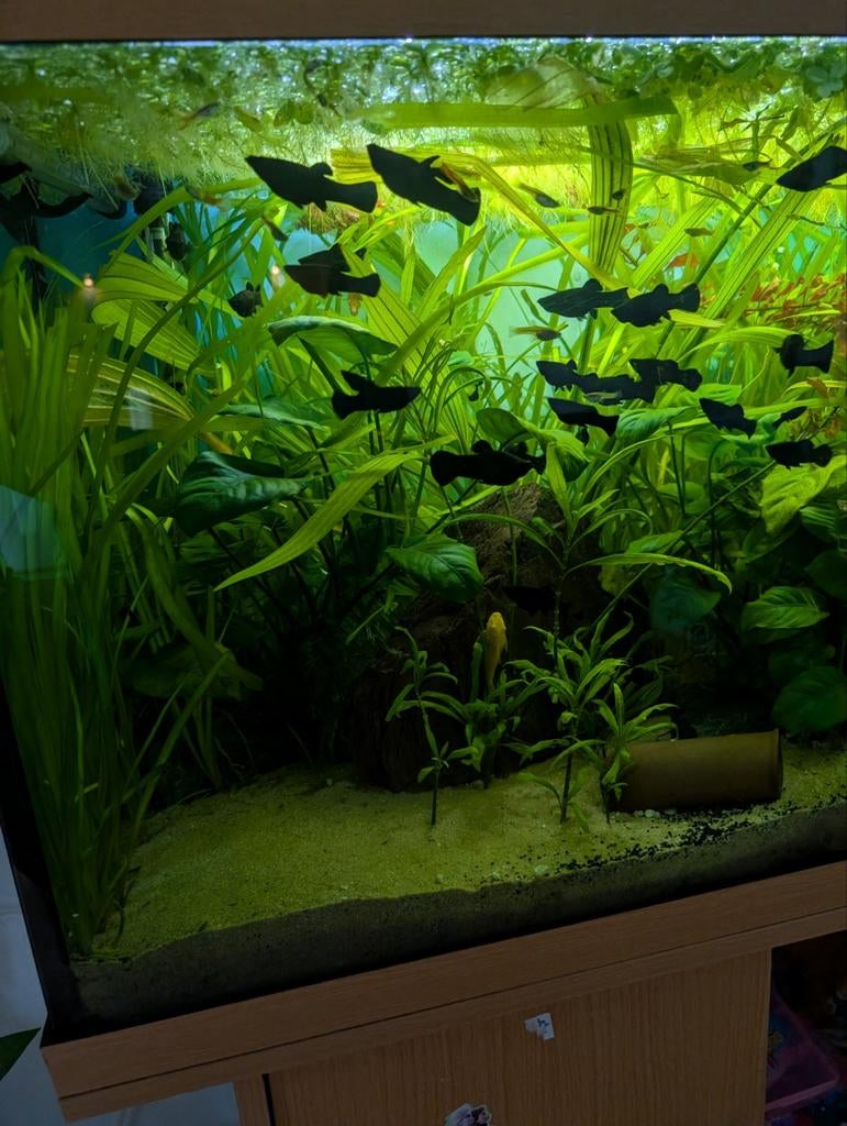 aquarium- en visplanten, Dieren en Toebehoren, Vissen | Aquaria en Toebehoren, Ophalen of Verzenden