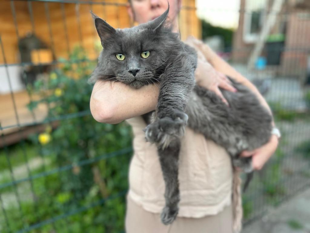 Dekkater Maine Coon Blue smoke met stamboom, 0 tot 2 jaar