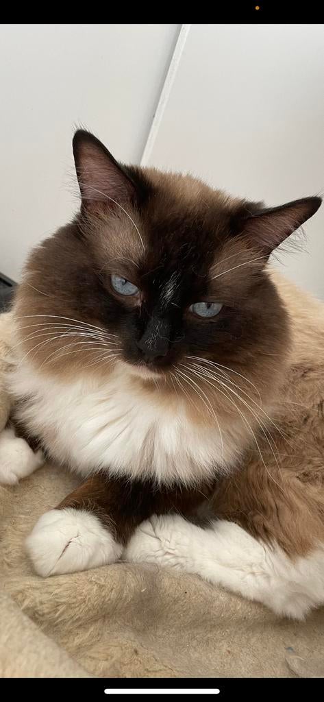Ragdoll DNA GETEST(dekkater)OOK TE KOOP
