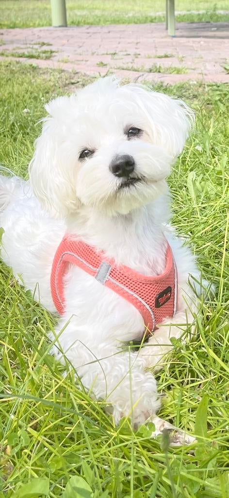 Ervaren Knappe Maltezer Dekreu, Dieren en Toebehoren, Honden | Chihuahua's en Gezelschapshonden, Maltezer, Particulier, Reu, Buitenland