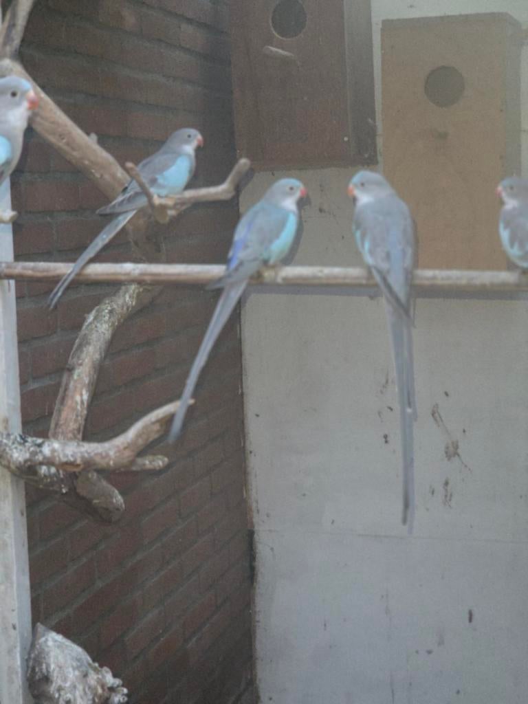 Princes off wales, Dieren en Toebehoren, Vogels | Parkieten en Papegaaien, Meerdere dieren, Parkiet