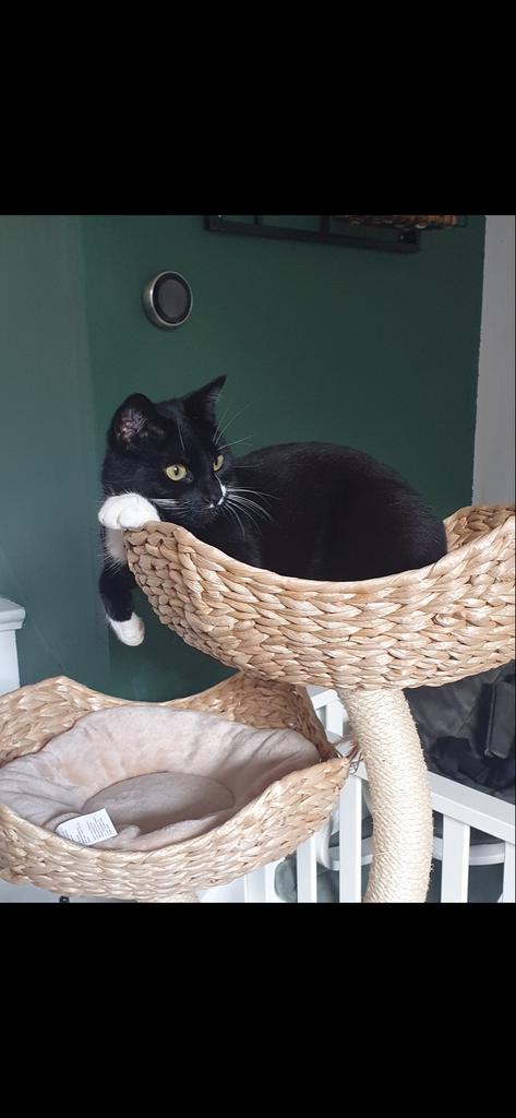 Liefdevolle, gevoelige kat zoekt plek zonder kattenstress, Dieren en Toebehoren, Kater, Kortharig, 3 tot 5 jaar