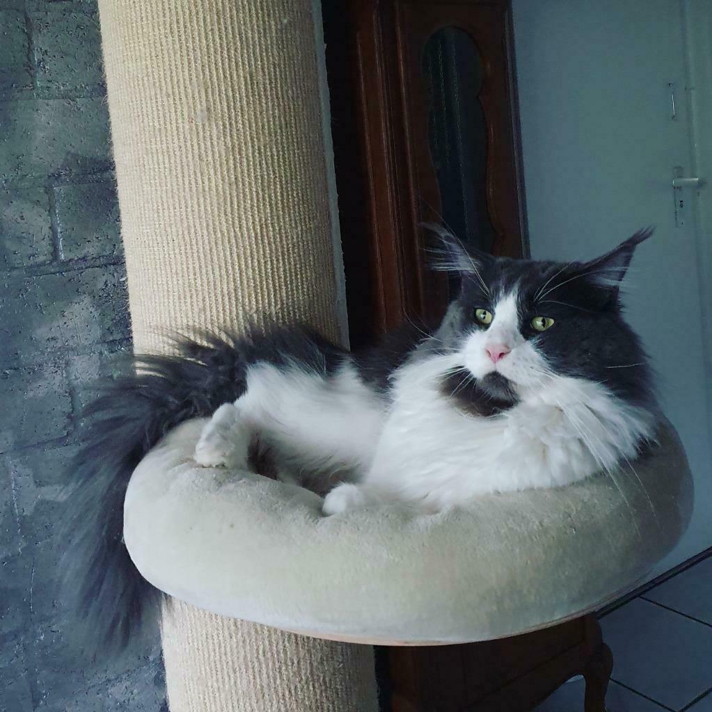 Dekkater maine coon, Dieren en Toebehoren, Katten en Kittens | Dekkaters, 0 tot 2 jaar
