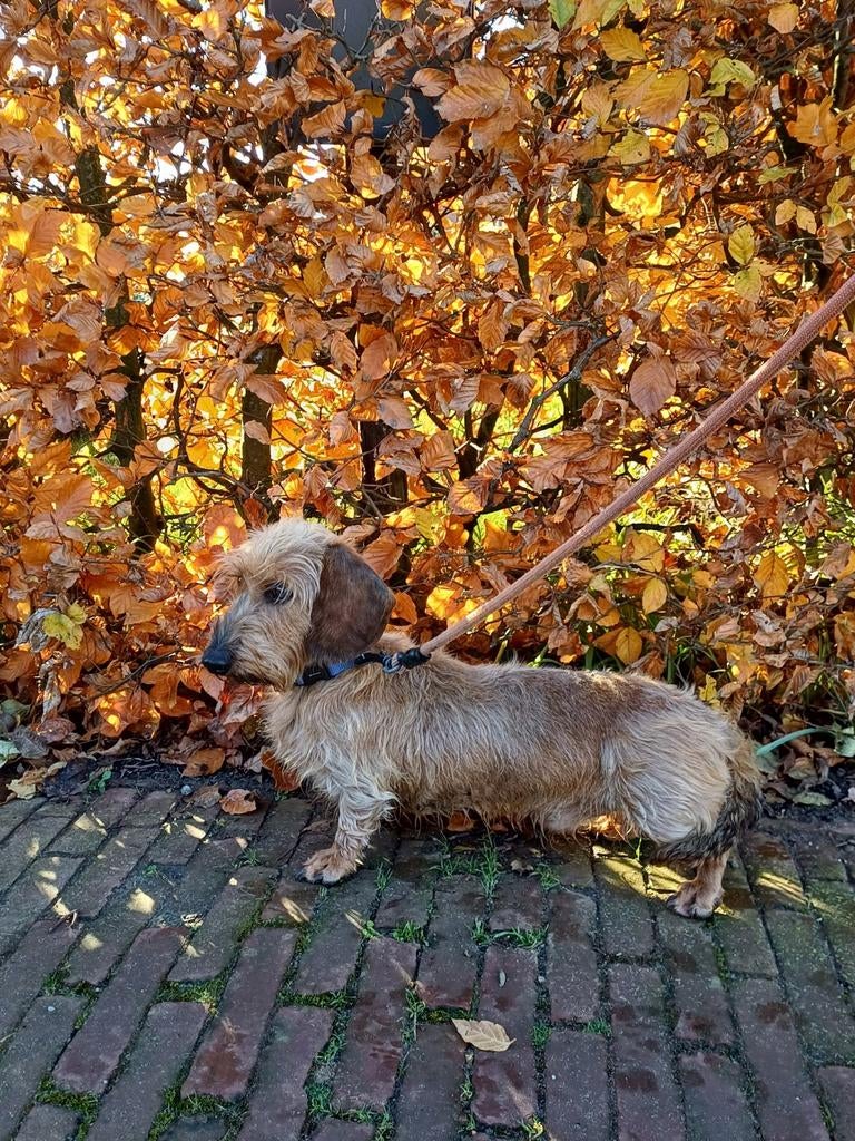 Ruwhaar Kaninchen Teckel ter dekking aangeboden, Particulier, Reu, Buitenland, Parvo