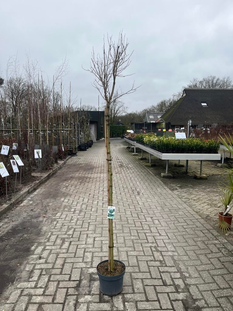 Robinia Pseudoacacia Umbraculifera - Bolacacia, Tuin en Terras, Planten | Bomen, Lente, 100 tot 250 cm, Ophalen, Volle zon