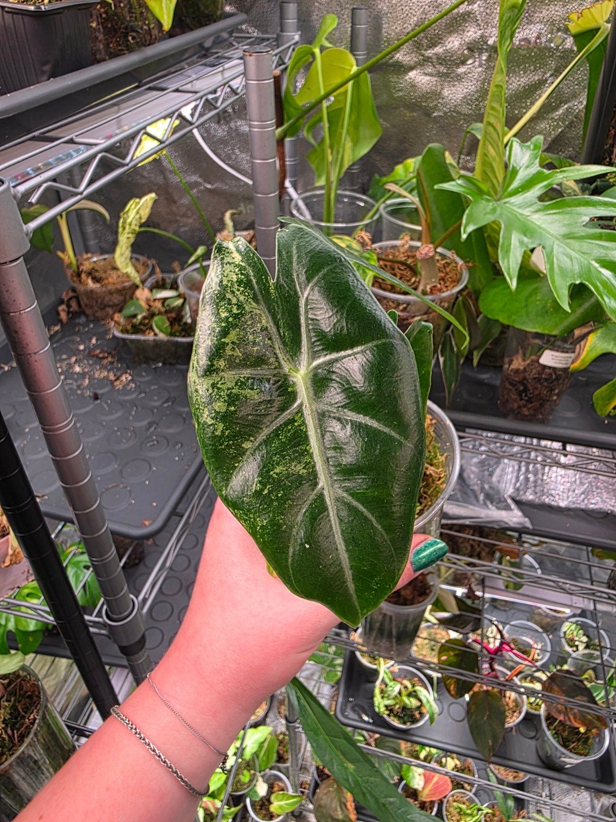 alocasia pink dragon albo, Ophalen of Verzenden, Halfschaduw, Minder dan 100 cm