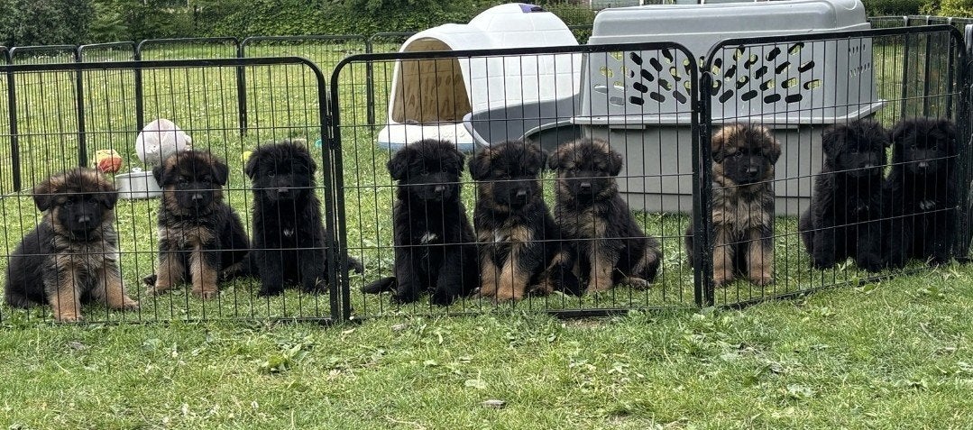 Duitse Herder pups - zwart en zwart/bruin, Dieren en Toebehoren, 8 tot 15 weken, Meerdere, Meerdere dieren, Herder