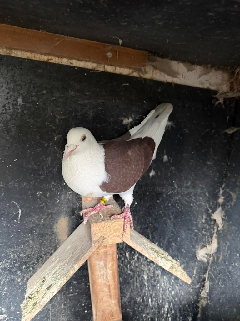 Koppel rode en gele, Dieren en Toebehoren, Meerdere dieren, Overige soorten