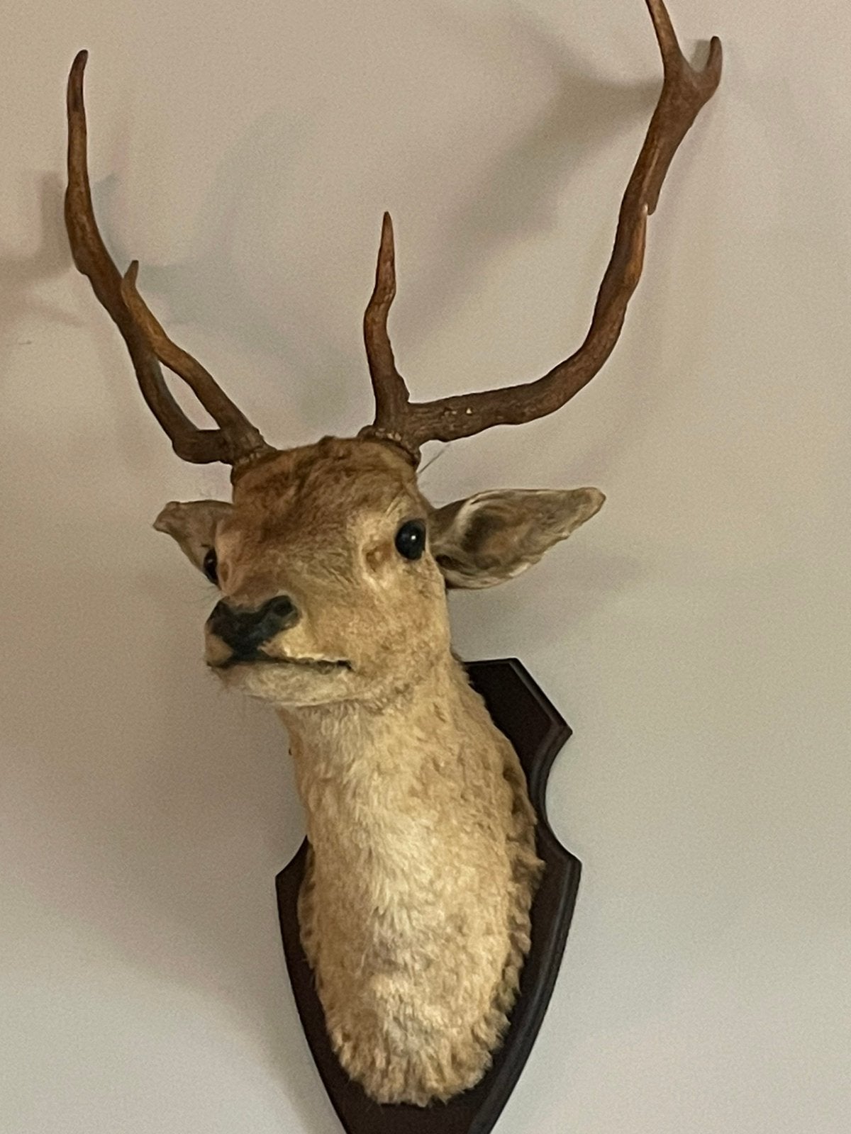 Groot mooi hert met gewei, Verzamelen, Dierenverzamelingen, Ophalen, Zo goed als nieuw, Hert, Gewei of Kop
