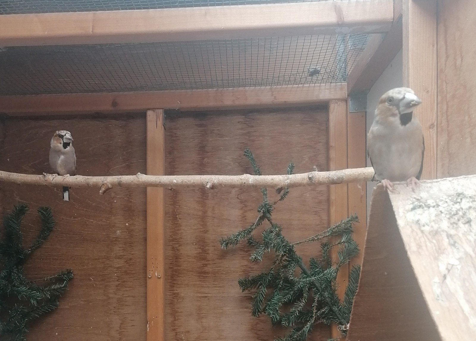 appelvinken, Meerdere dieren