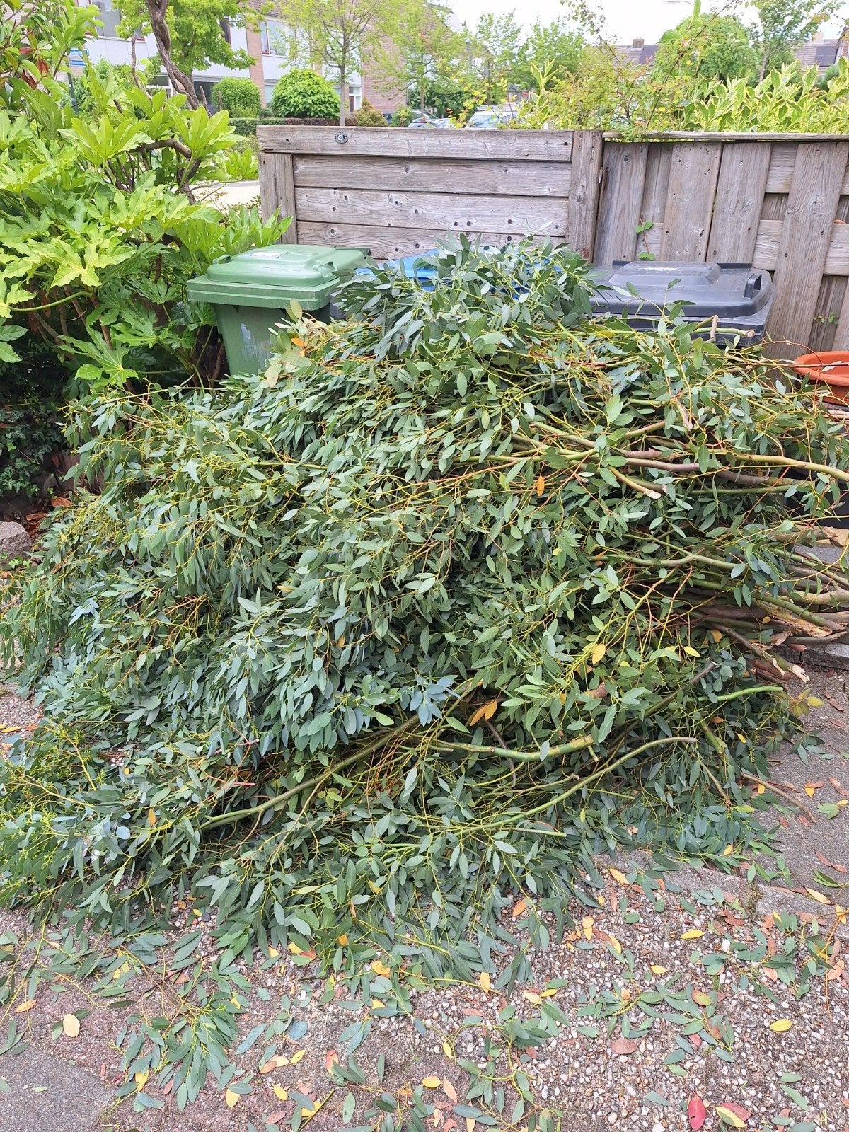 Eucalyptus takken gratis af te halen., Ophalen