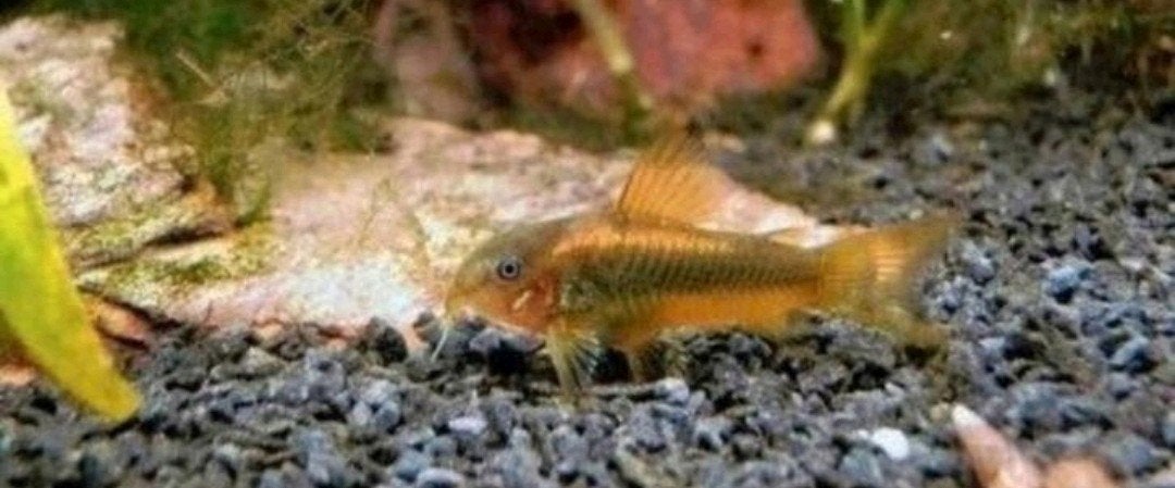 Corydoras goldstripe 3.5/4 cm €5.95 per stuk 5=€27.50 10=€50, Dieren en Toebehoren, Vissen | Aquariumvissen, Vis, Zoetwatervis