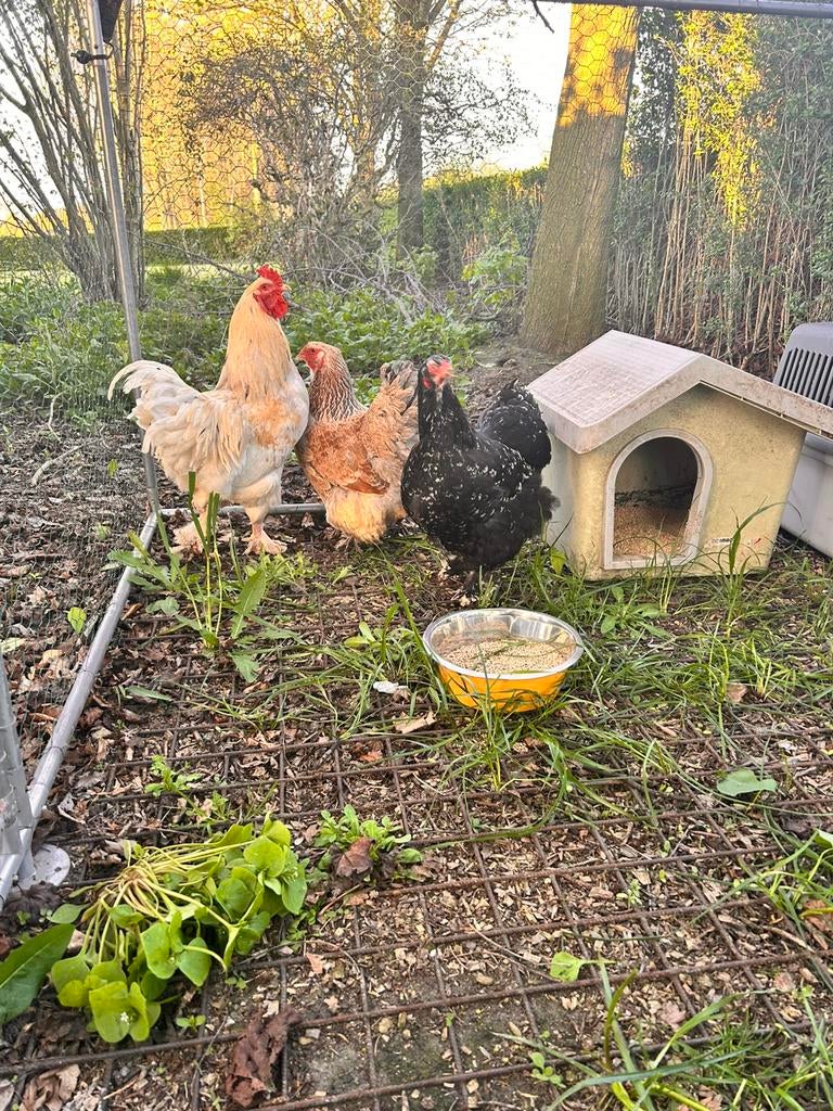 Brahma broedeieren, Geslacht onbekend, Kip