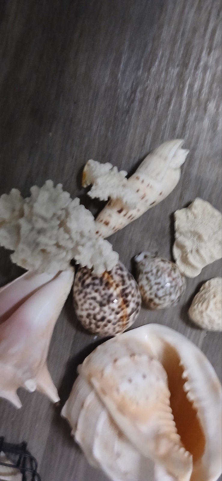 Schelpen,uit Hawaii Amerika en middelandse Zee, Ophalen