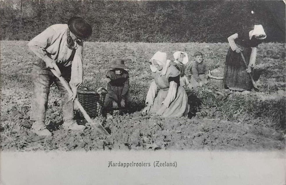 (1907) - Aardappelrooiers (Zeeland), Ophalen of Verzenden, Voor 1920, Gelopen, Zeeland