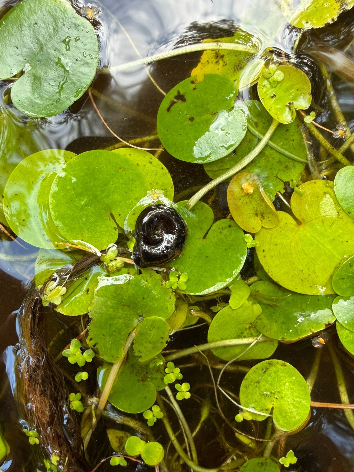 Posthoorn slakken voor in de vijver 5 voor 2,00, Slak of Weekdier, Zoetwatervis