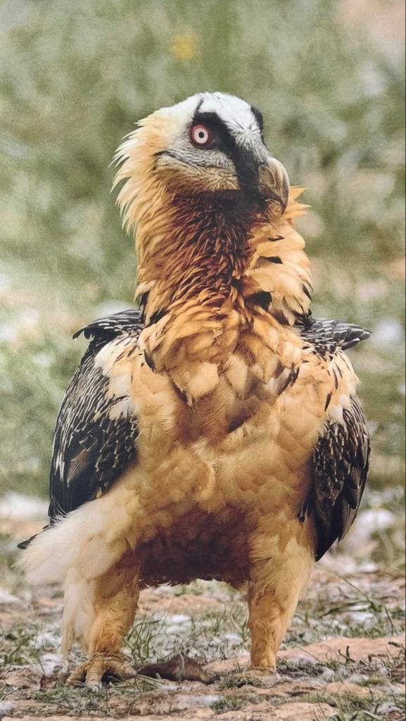Vreemde vogel, Dieren en Toebehoren, Mannelijk, Geringd