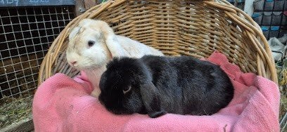 Konijnen stel LIZZY & JACK uit de opvang zoeken een tehuis!, Dieren en Toebehoren, Konijnen, Meerdere dieren, Groot