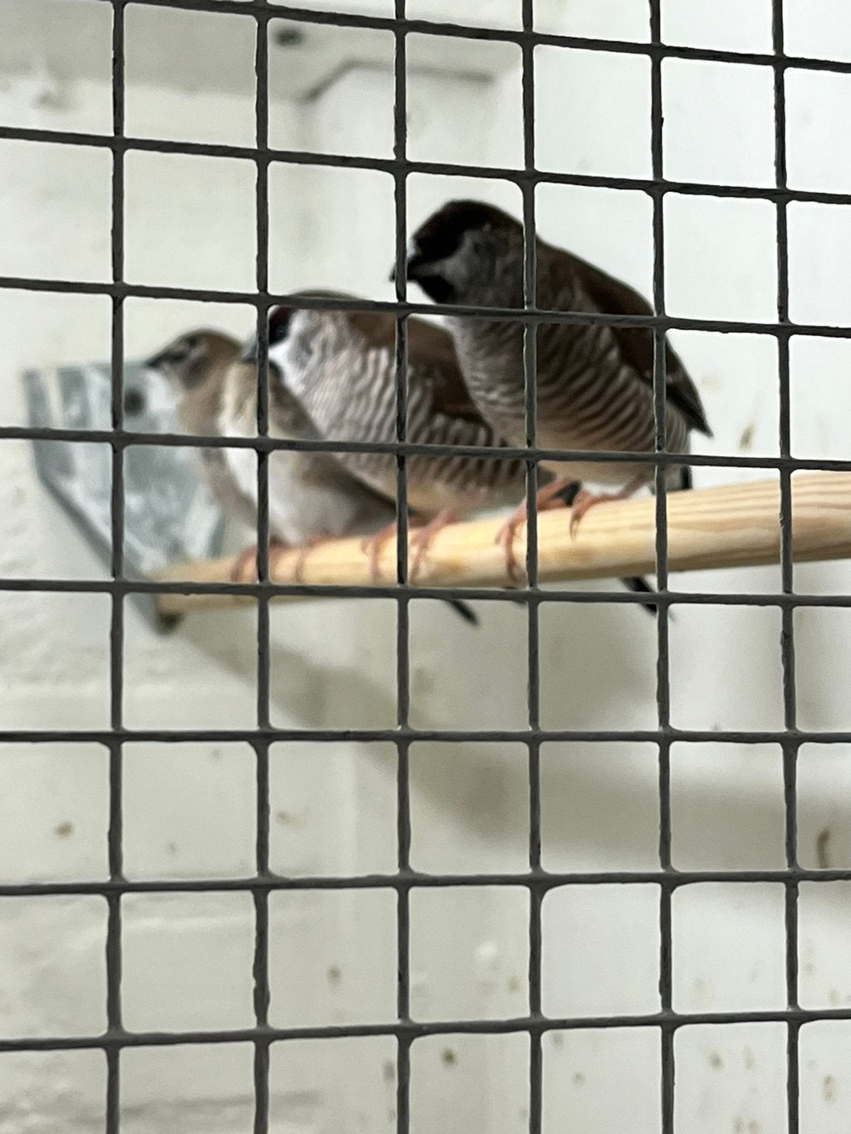 Ceresamandine mannen, Mannelijk, Tropenvogel