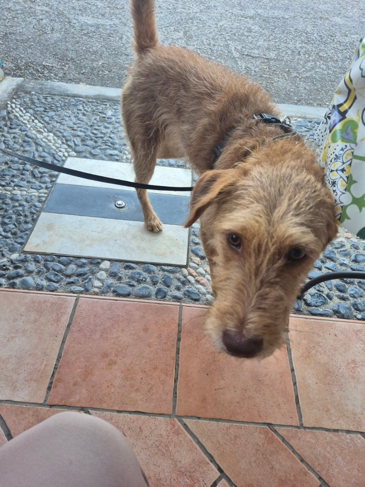 Hond bruin reu gecastreerd 1 jaar oud, Dieren en Toebehoren, Honden | Niet-rashonden, Reu, Particulier, Eén hond, Nederland, 1 tot 2 jaar