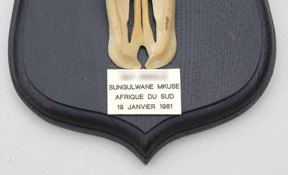 Schedel BLESBOK op houten schild - ref. A (gewei - opgezet), Verzamelen, Dierenverzamelingen, Ophalen of Verzenden, Gebruikt, Wild dier