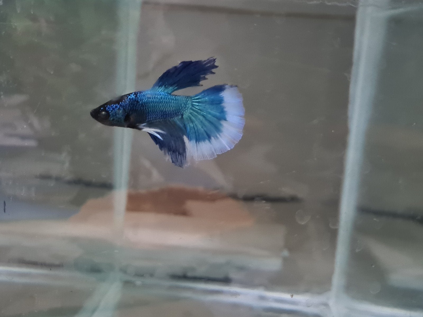 Betta splendens super delta kempvis man, Dieren en Toebehoren, Vis, Zoetwatervis