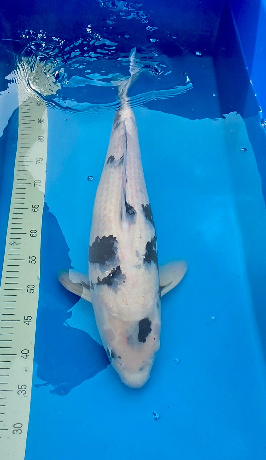 Japanse koi, HQ Shiro utsuri Omosako, Karper of Koi