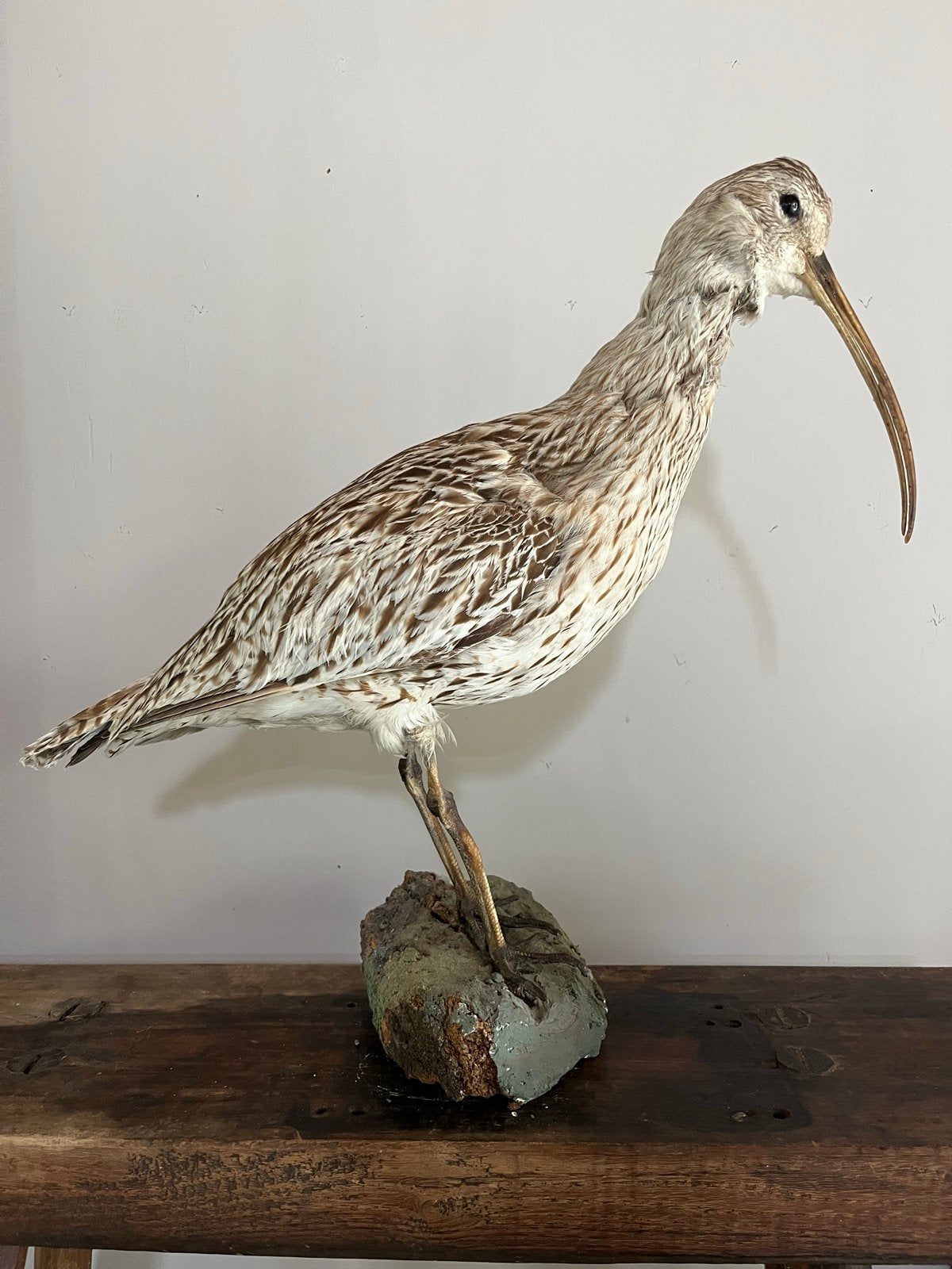 Wulp taxidermie, Ophalen of Verzenden, Gebruikt, Vogel, Opgezet dier