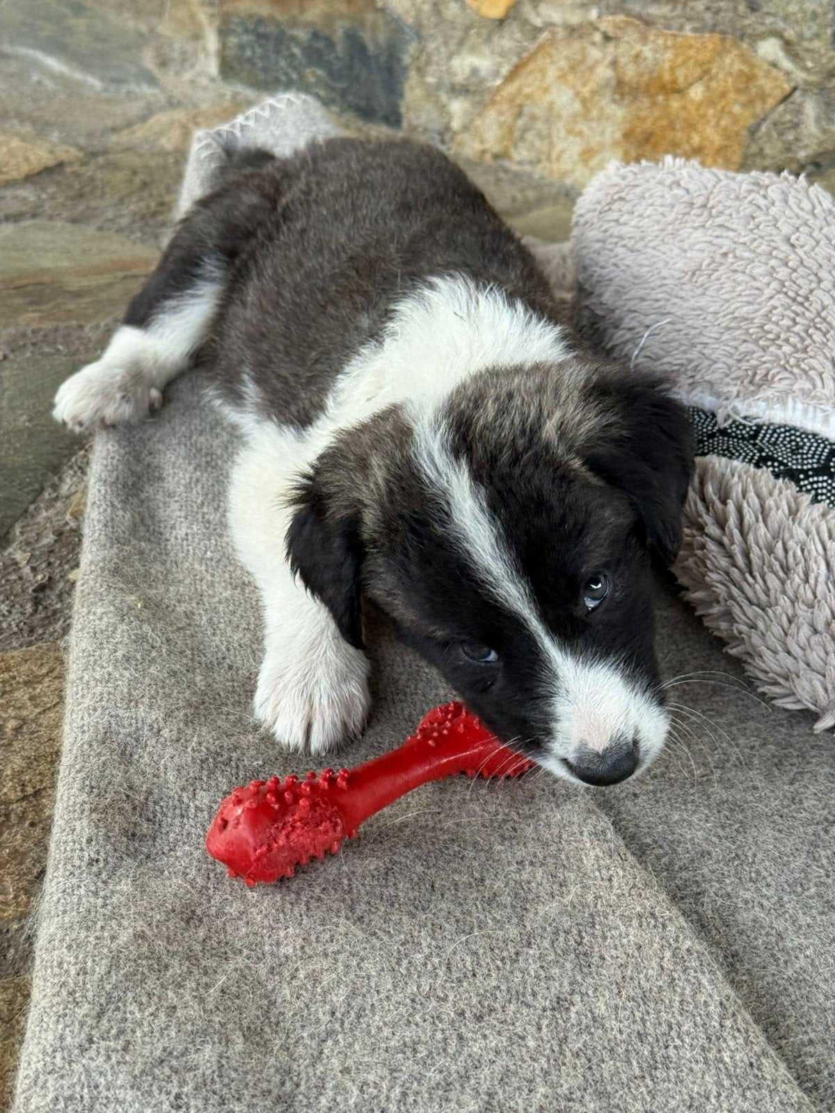 teefjes zoeken een thuis asielhondjes puppy's, Dieren en Toebehoren, Honden | Niet-rashonden, Particulier, 8 tot 15 weken, Buitenland