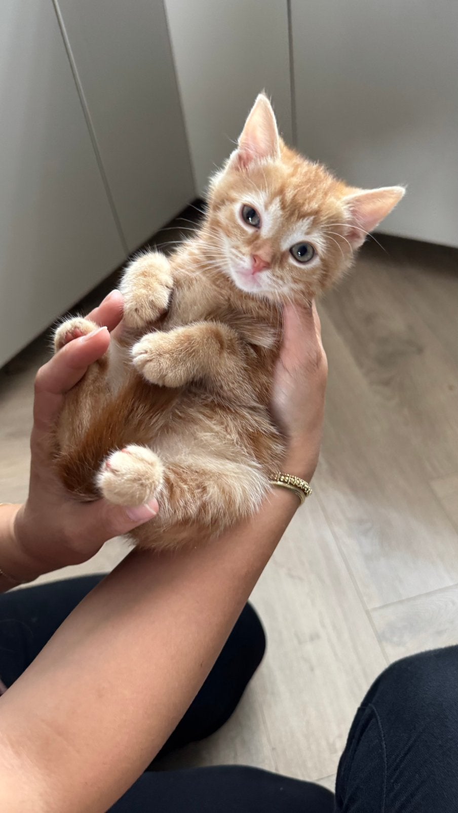 Europese korthaar kittens, Kater, Kortharig, 0 tot 2 jaar