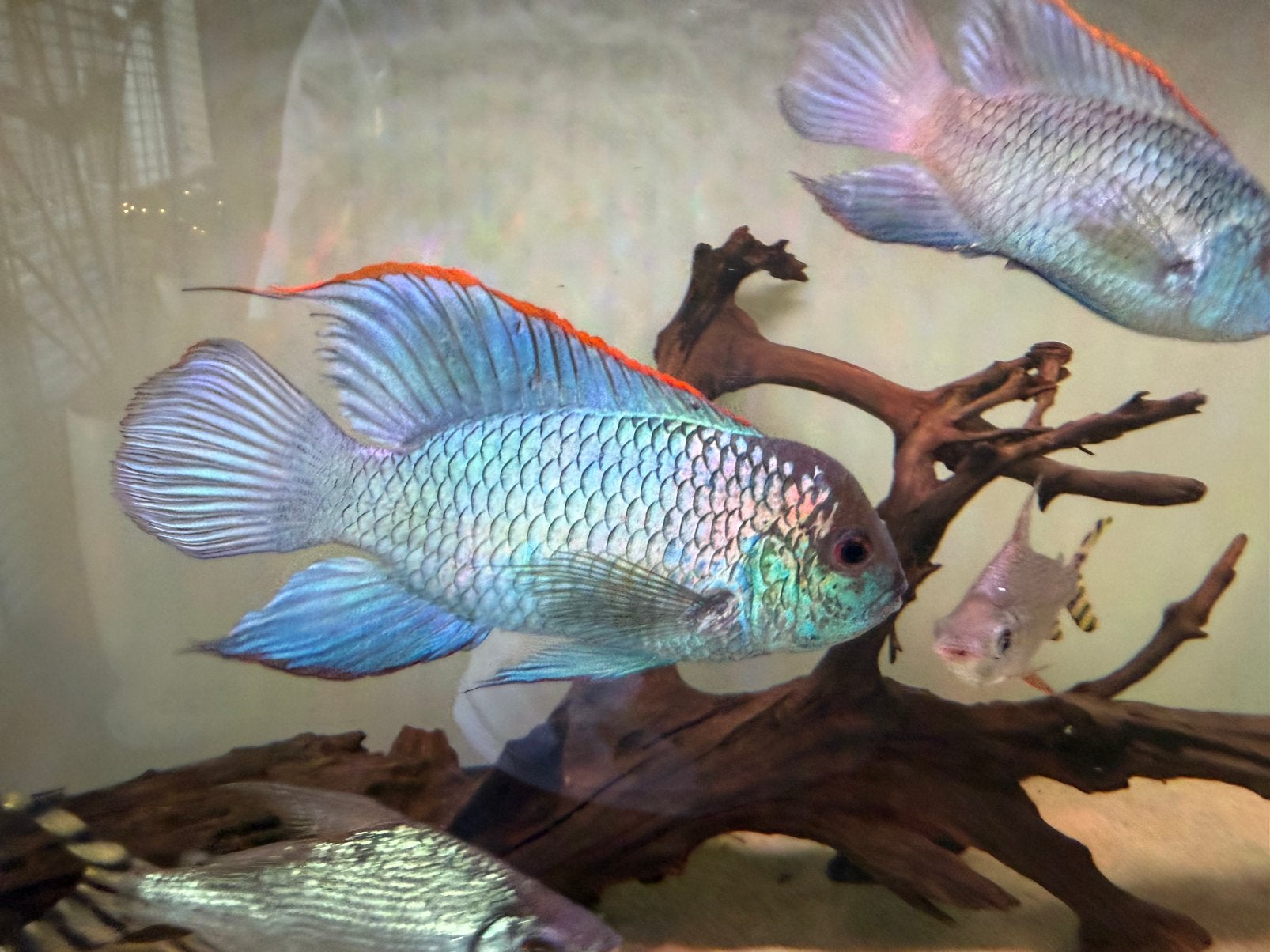 Trio electric blue acara, Dieren en Toebehoren, Vis