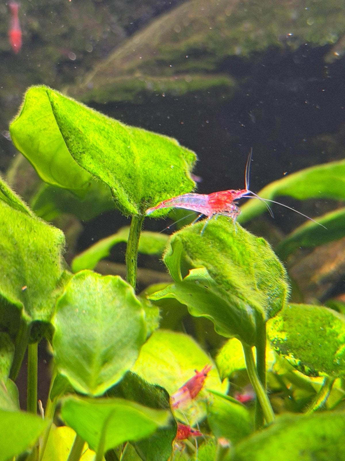 Low grade red rilli garnalen, Kreeft, Krab of Garnaal