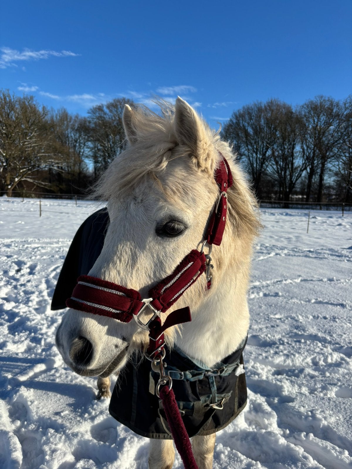 Leuke C-pony, Ruin, C pony (1.27m tot 1.37m), Gechipt, 11 jaar of ouder