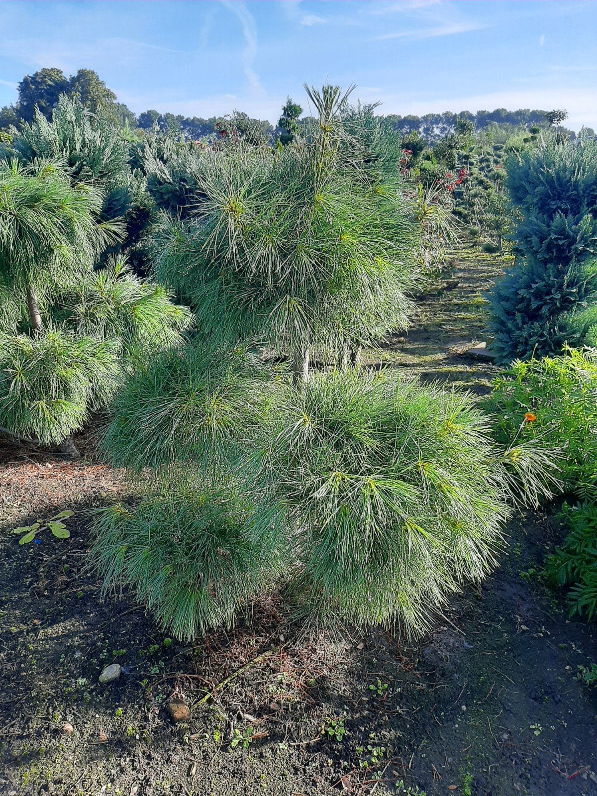 Pinus Armandii Multiplateau - Exclusieve Tuinbonsai, Tuin en Terras, Ophalen, Bloeit niet, Overige soorten, Minder dan 100 cm