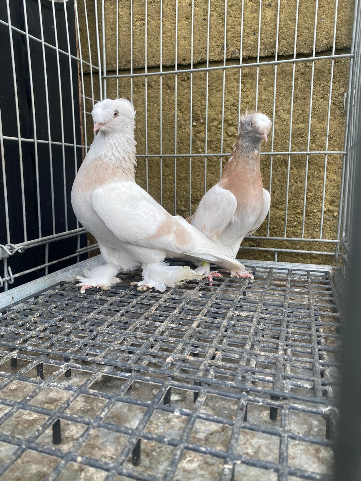 Takla limon koppel, Meerdere dieren, Overige soorten