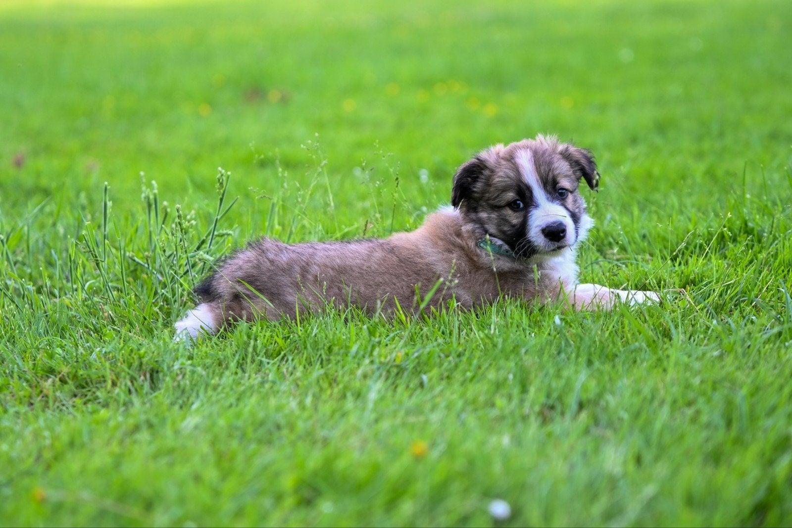 Border collie pup, Reu, 8 tot 15 weken, Collie, Eén hond