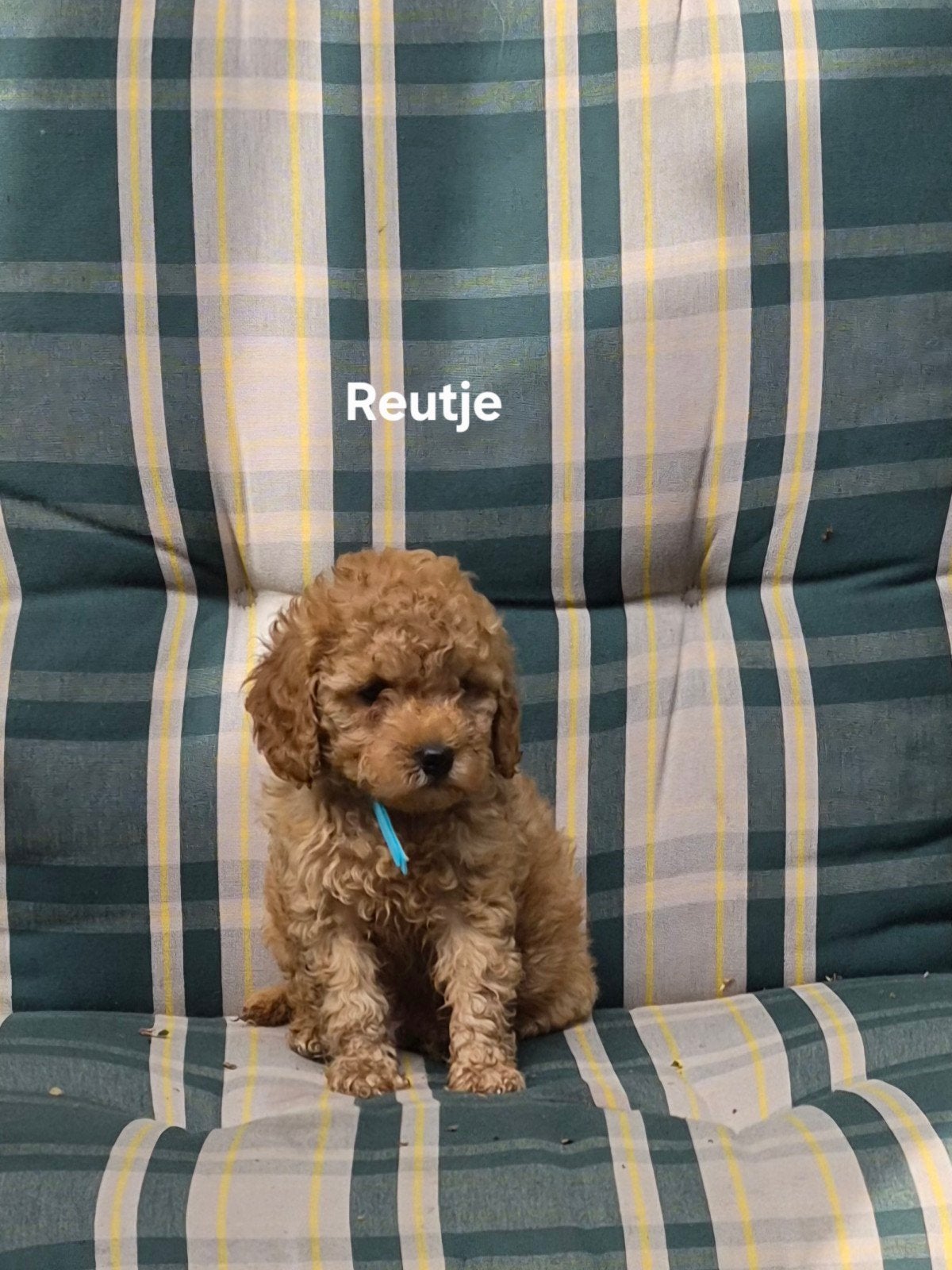 Toypoedel ras . 4 teefjes 1 reutje. Mogen gelijk mee, Poedel, Parvo, 8 tot 15 weken, Meerdere