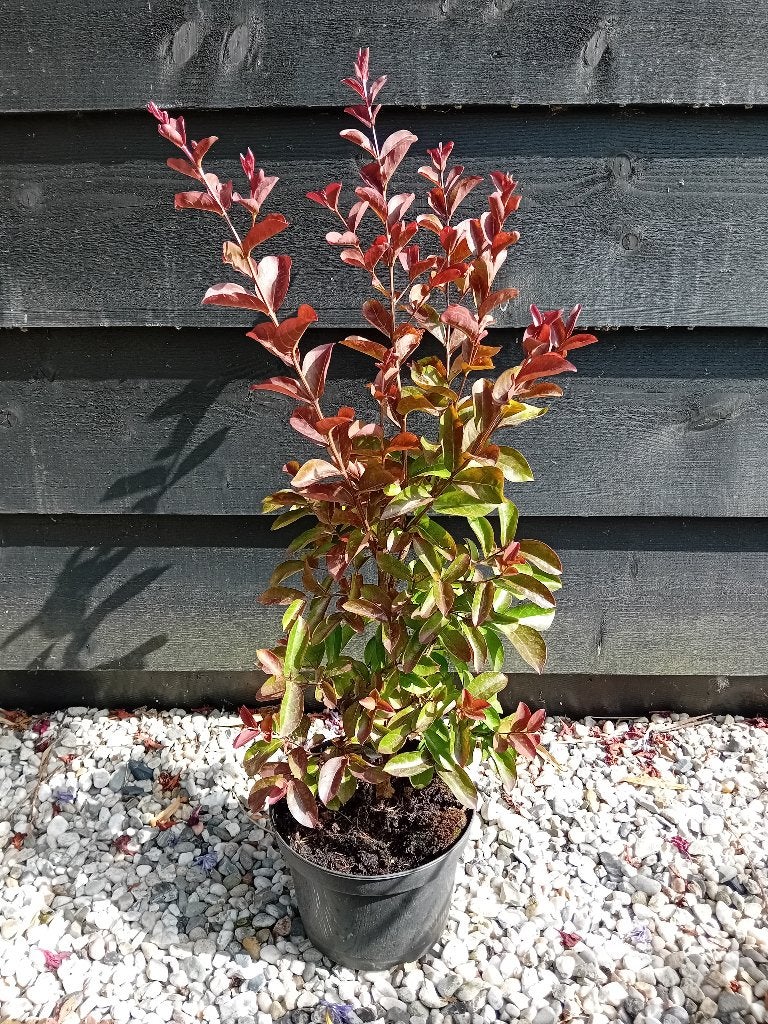 Lagerstroemia Berlingot Menthe, Tuin en Terras, Overige soorten, Volle zon, Vaste plant, Ophalen of Verzenden
