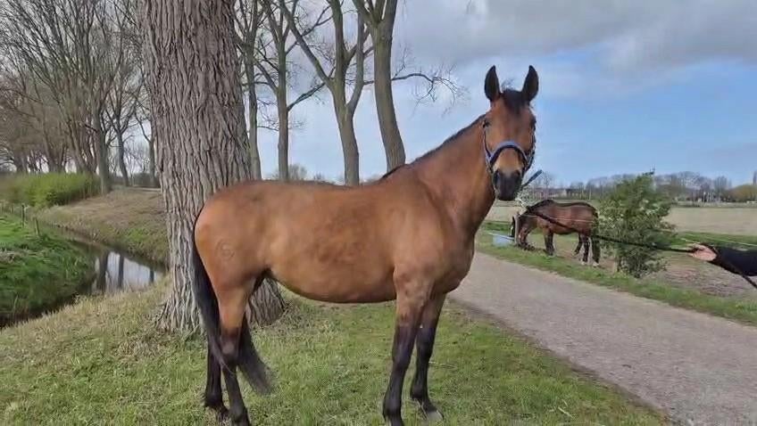 Merrie, Dieren en Toebehoren, Paarden, Merrie, Minder dan 160 cm, 7 tot 10 jaar, Recreatiepaard
