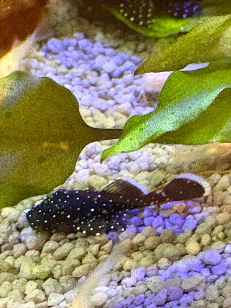 L181 pepermint pleco, Dieren en Toebehoren, Vis, Zoetwatervis