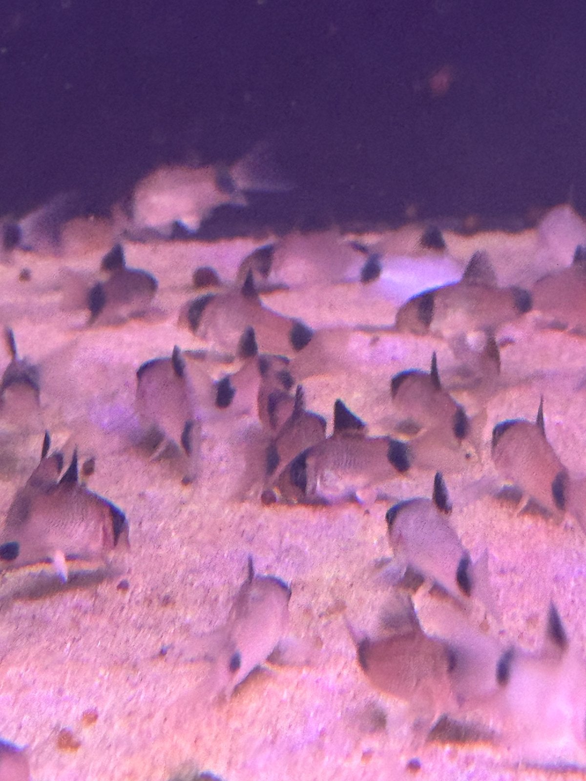 Coryodoras panda, Vis, Zoetwatervis, Schoolvis